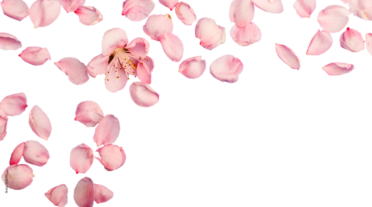 Hormone in der Perimenopause – und wie Ernährung dich fit, gesund & schlank hält